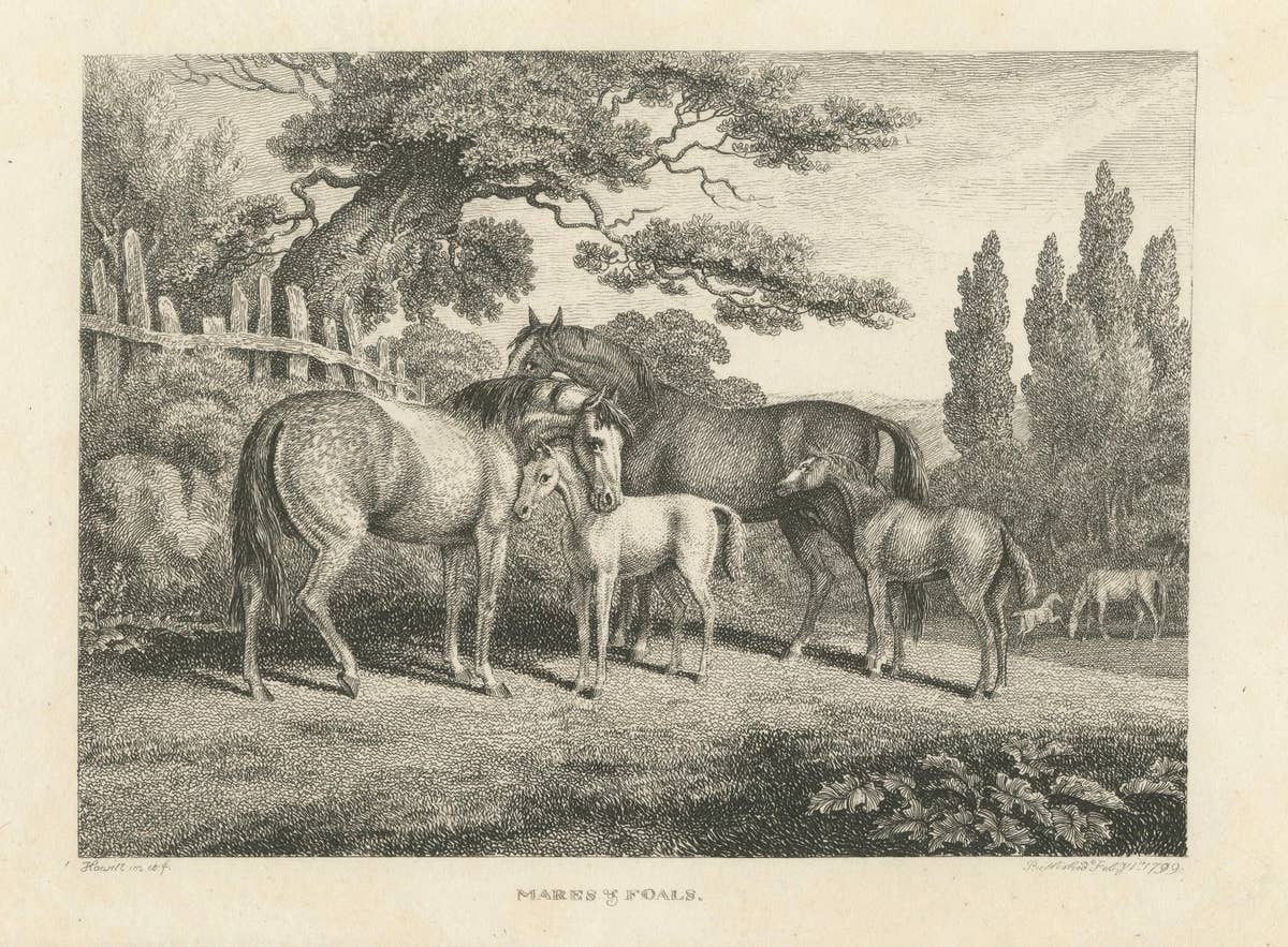 Mares & Foals Engraving – Original Georgian English Equestrian Print, 1799