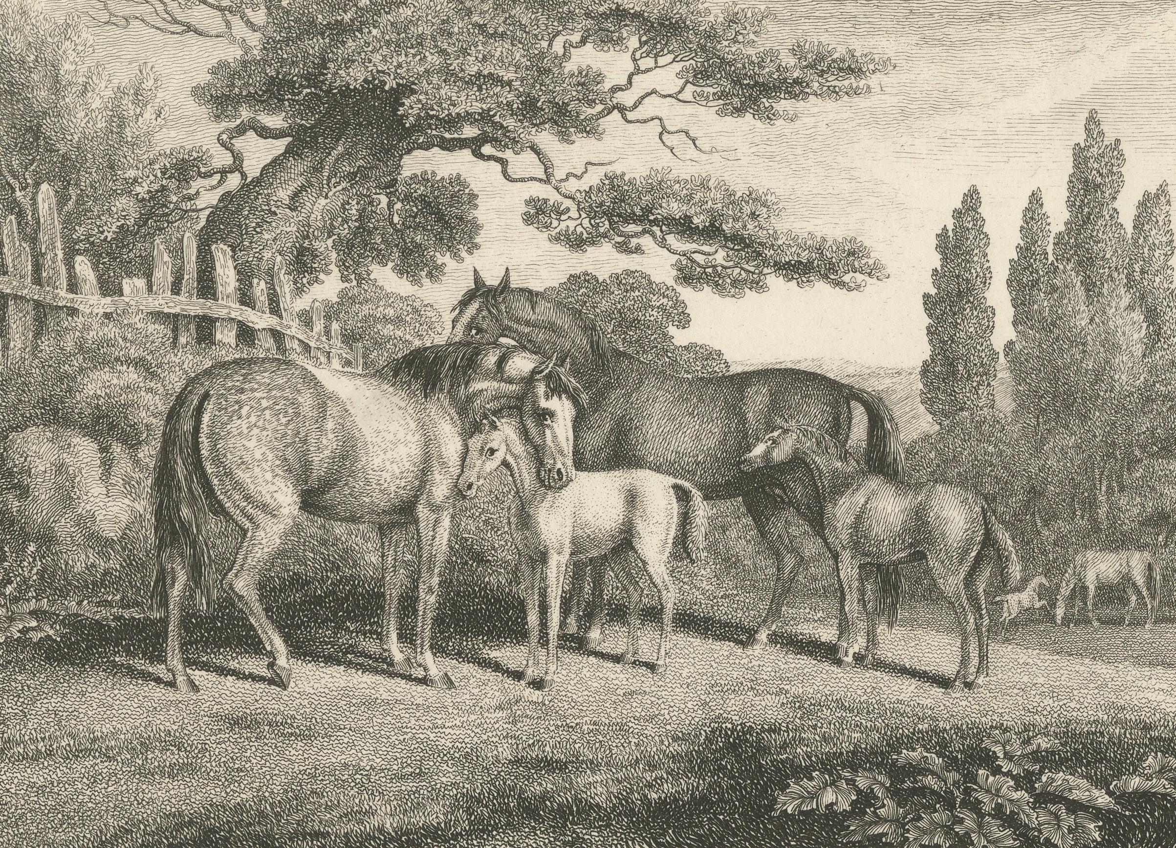 Mares & Foals Engraving – Original Georgian English Equestrian Print, 1799