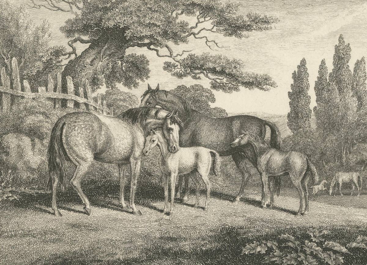 Mares & Foals Engraving – Original Georgian English Equestrian Print, 1799