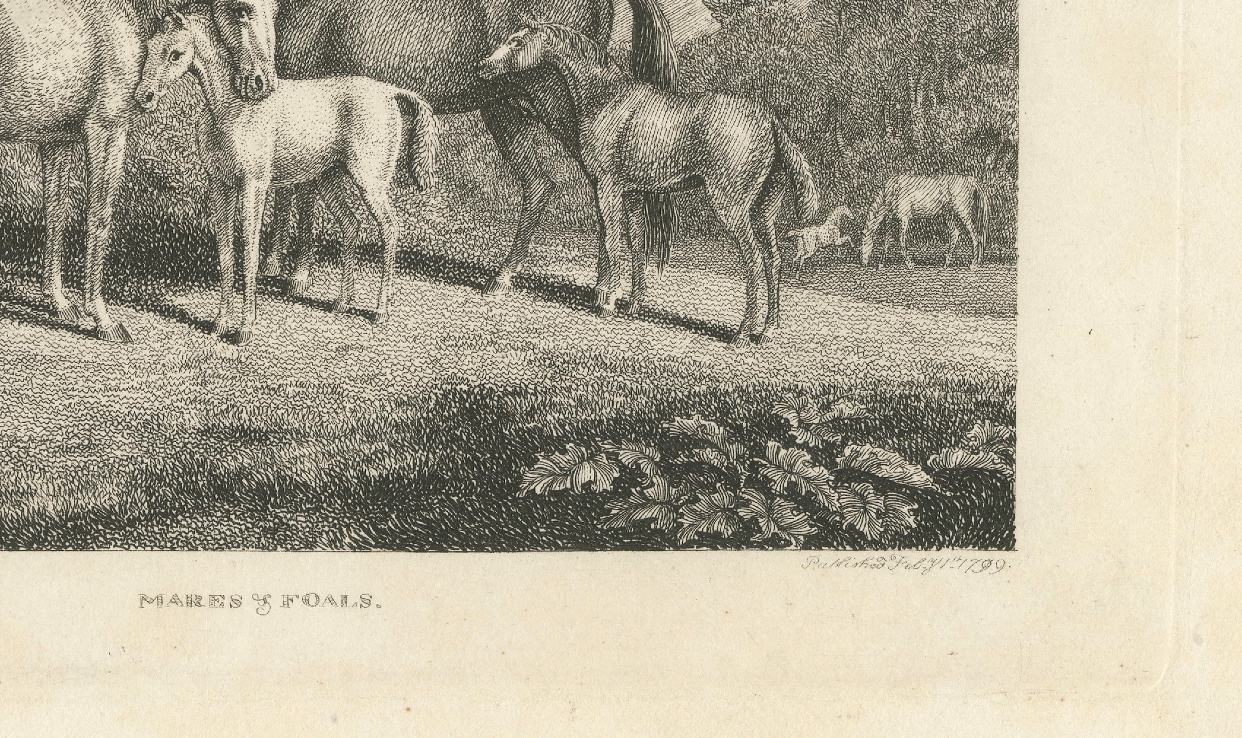 Mares & Foals Engraving – Original Georgian English Equestrian Print, 1799