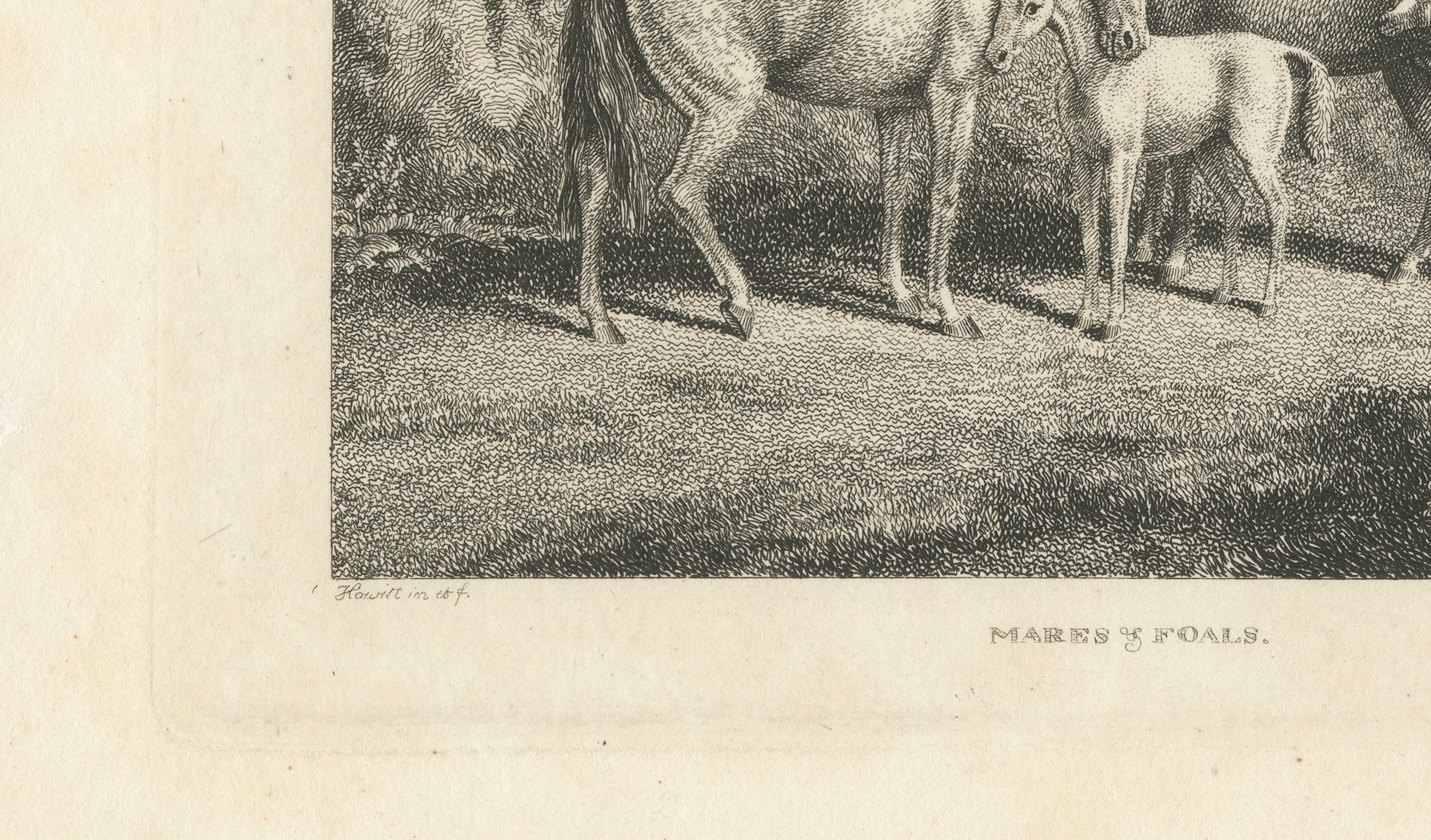Mares & Foals Engraving – Original Georgian English Equestrian Print, 1799