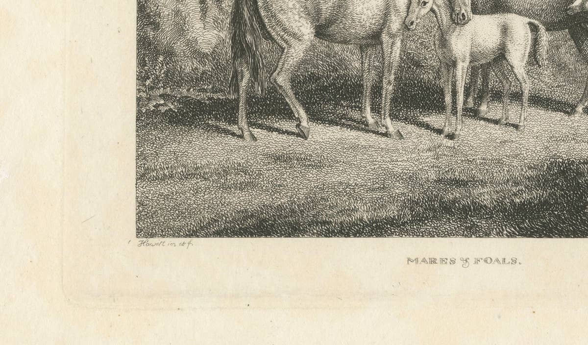 Mares & Foals Engraving – Original Georgian English Equestrian Print, 1799