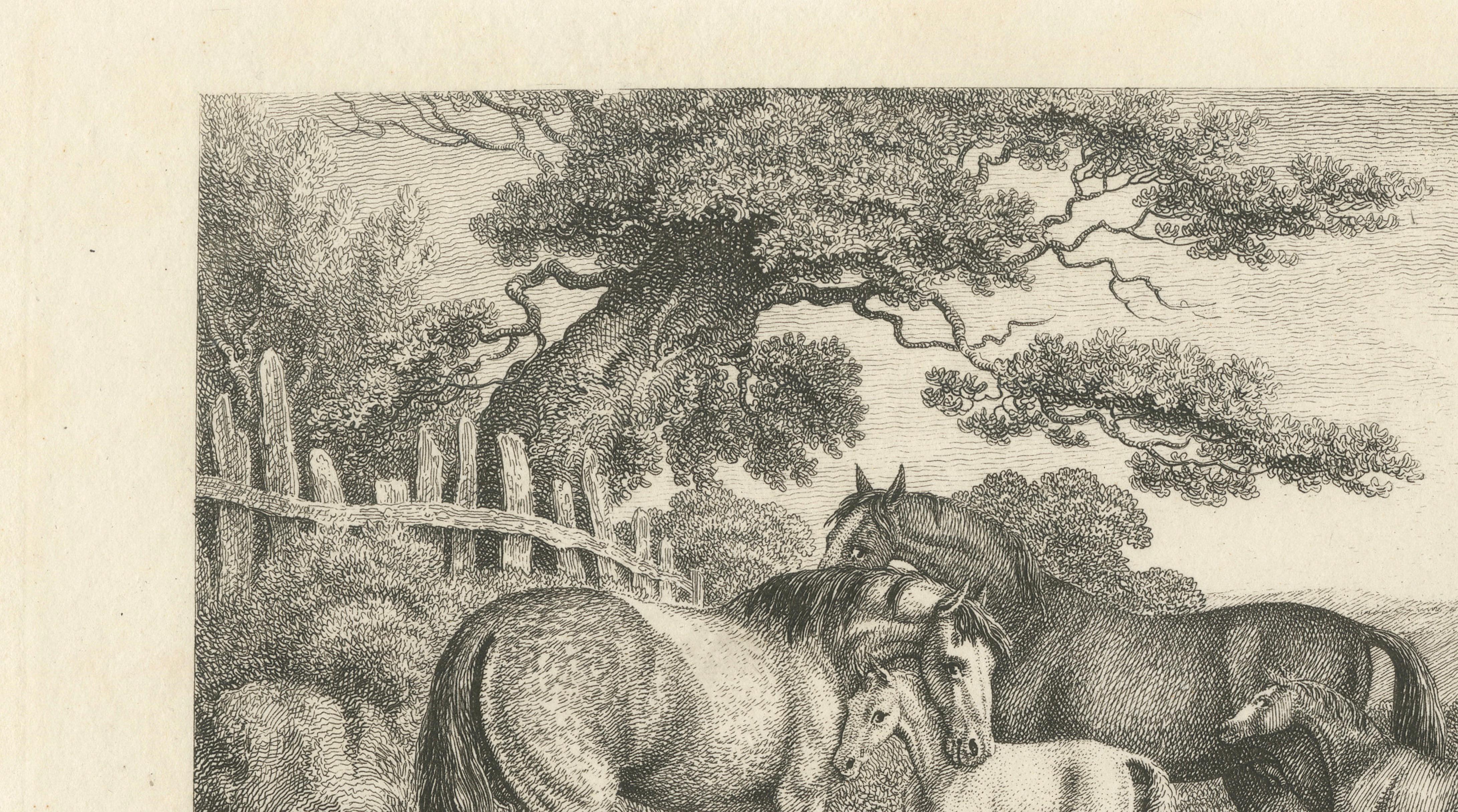 Mares & Foals Engraving – Original Georgian English Equestrian Print, 1799