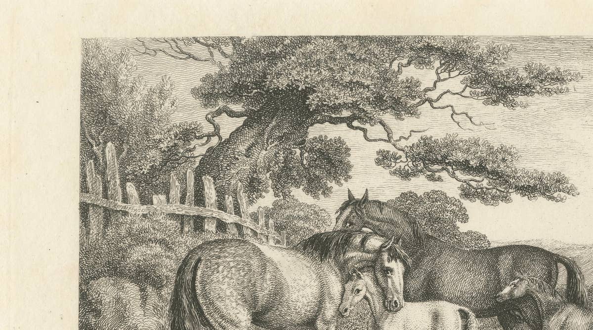 Mares & Foals Engraving – Original Georgian English Equestrian Print, 1799