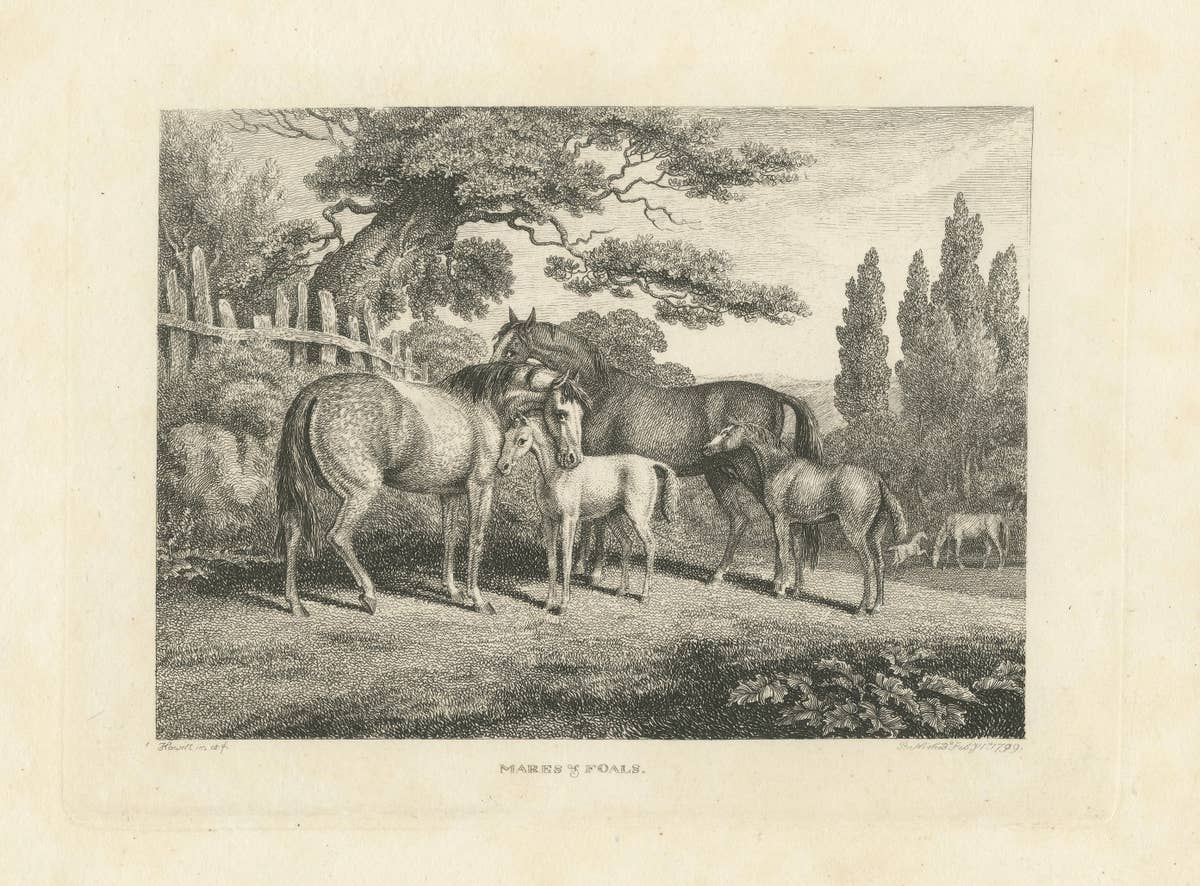 Mares & Foals Engraving – Original Georgian English Equestrian Print, 1799