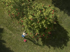 Hefty Harvest - Woman harvesting red solo cup apples from green trees, nature