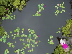 Impression, Nympheas - Aerial green & pink water lilies paper plates in lake