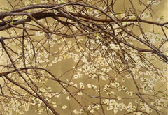 Cherry blossom branch with spring-white petals by italian botanical artist