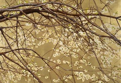 Ramo di ciliegio con petali bianchi e primaverili di un artista botanico italiano