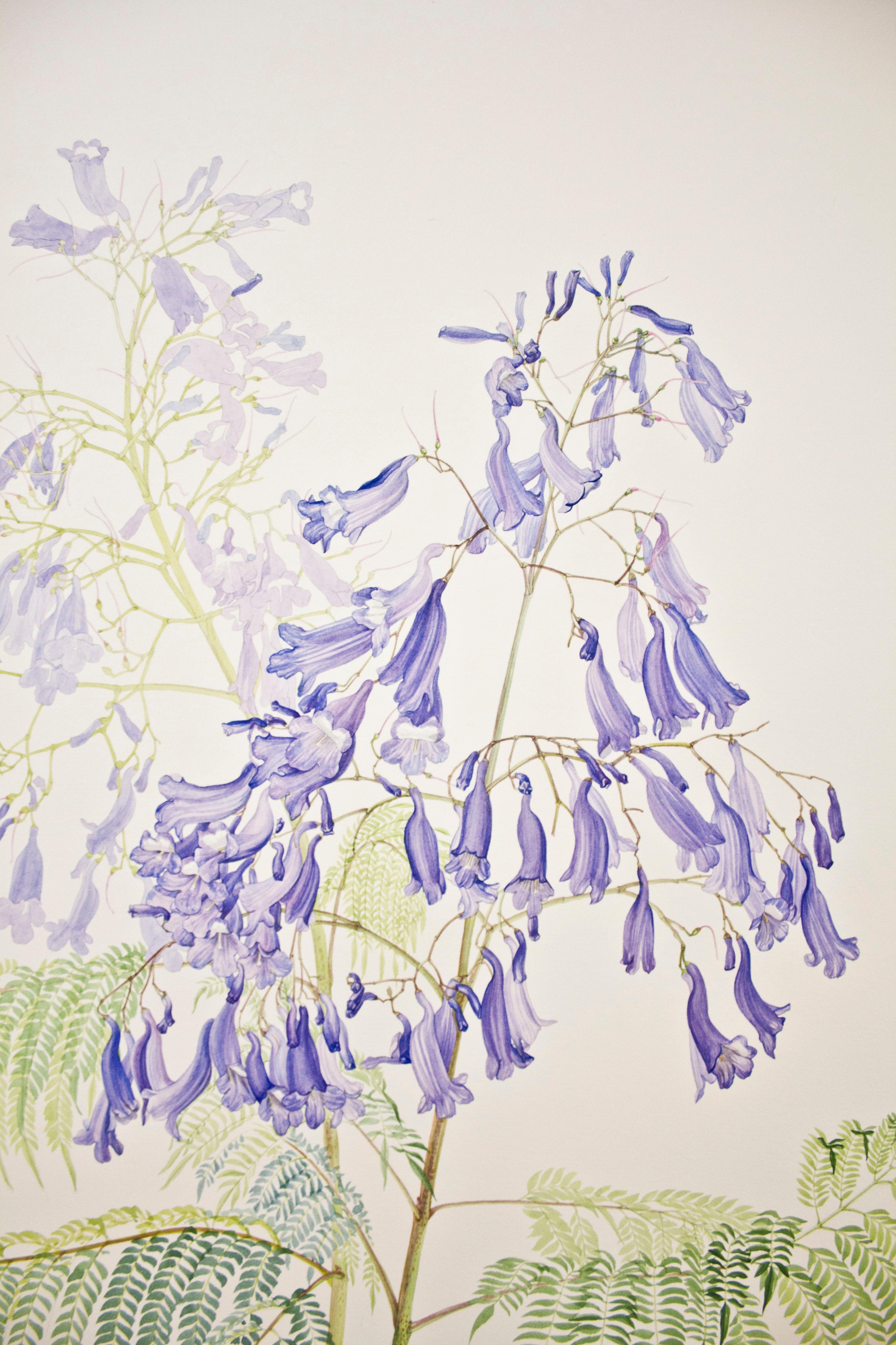 Jacaranda cuspidifolia, Watercolor On Paper by Margherita Leoni, 2010 For Sale 2