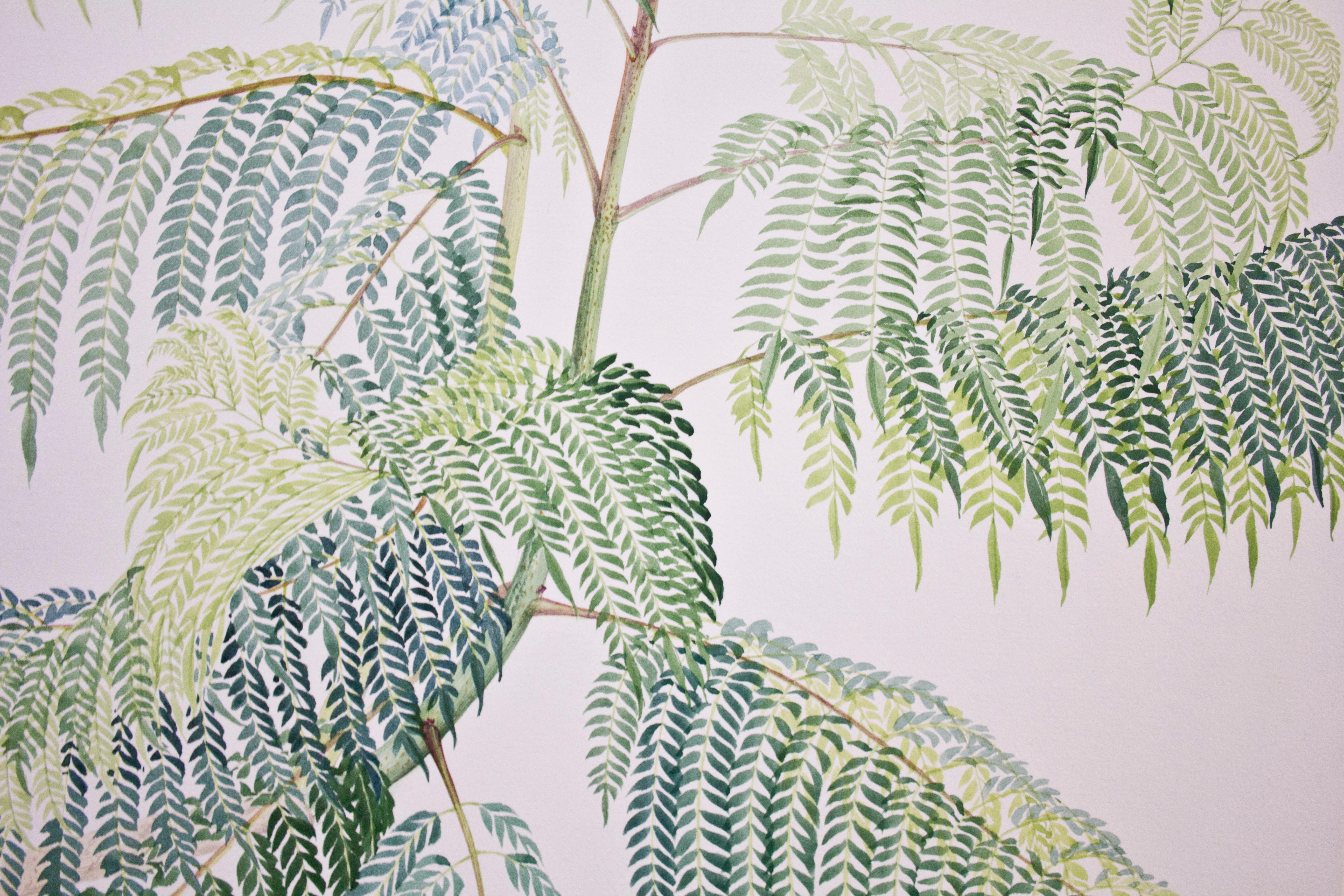 Jacaranda cuspidifolia, Watercolor On Paper by Margherita Leoni, 2010 For Sale 3