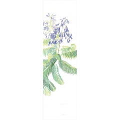 Jacaranda Cuspidifolia, Aquarell auf Papier von Margherita Leoni, 2010