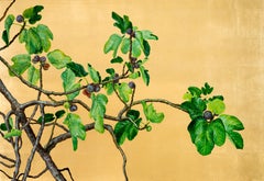 Lovely fig branch with juicy fruit on a golden background by botanical artist