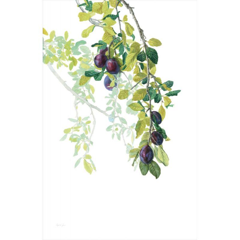 Margherita Leoni Figurative Painting - Purple and green plum tree, painted by fine Italian watercolourist