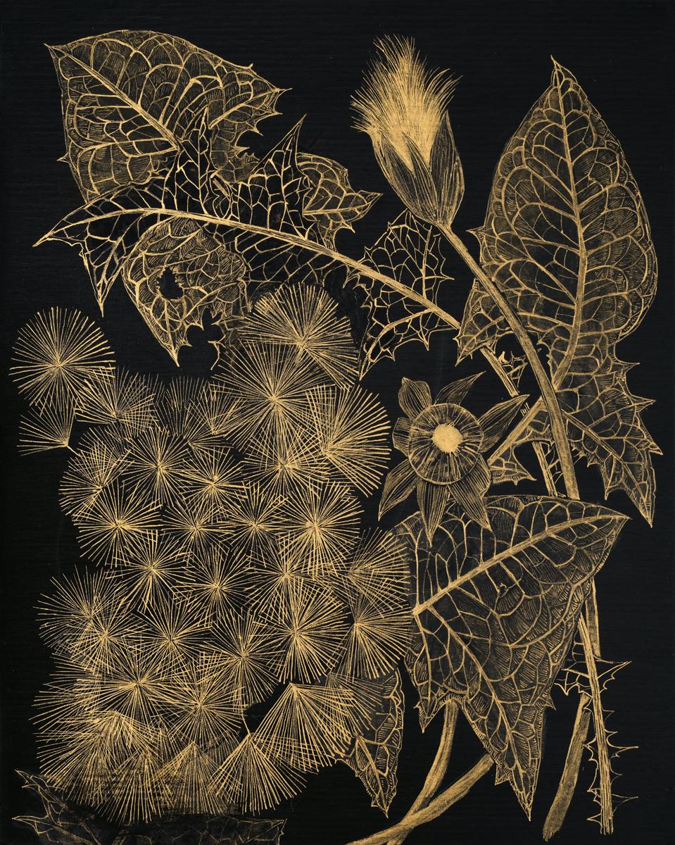 This delicate botanical drawing is made with gold acrylic on cradled panel, painted black. The exploration of ephemerality, and the fragility of a wild dandelion. its leaves, petals and buds are the focus of this painting by Margot Glass. The