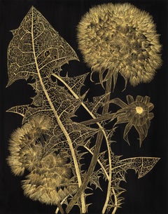 Dandelions With Bud Two, Gold Dandelion Plant Leaves, Stem, Botanical On Black