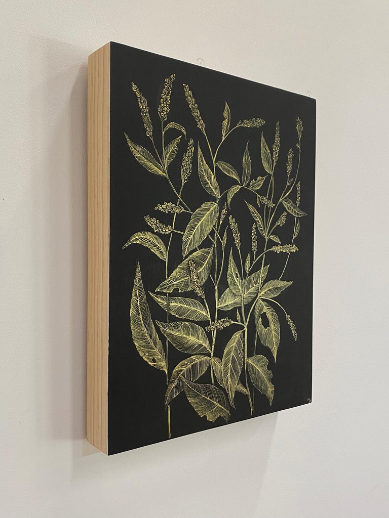 Lady's Thumb, Botanical Drawing, Gold Flower, Leaves on Black Panel For Sale 1