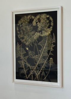 Grande dente di leone otto, fiori d'oro, foglie, pittura botanica metallizzata nero