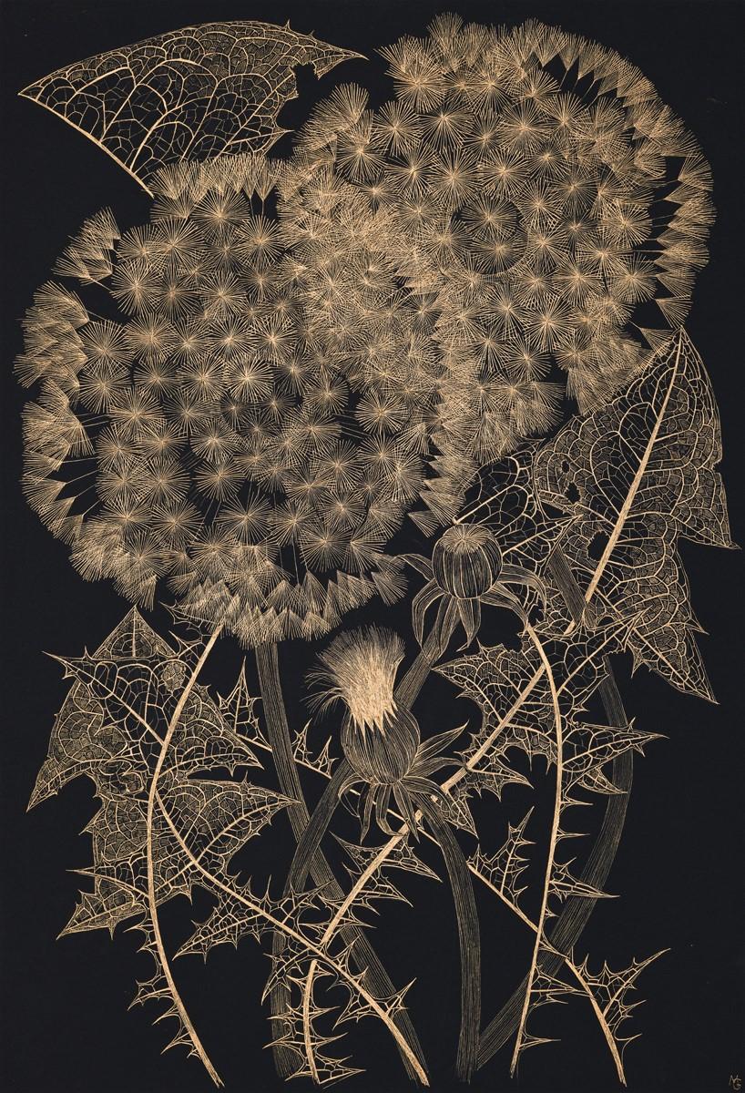 This delicate botanical drawing is made with gold acrylic on 140 lb cotton paper. The exploration of ephemerality, and the fragility of a wild dandelion is the focus of this painting by Margot Glass. The exquisite beauty of the perennial plant is