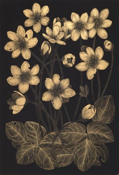Wild Anemone, Botanical Painting, Gold Flowers, Leaves, Stem, Black Paper