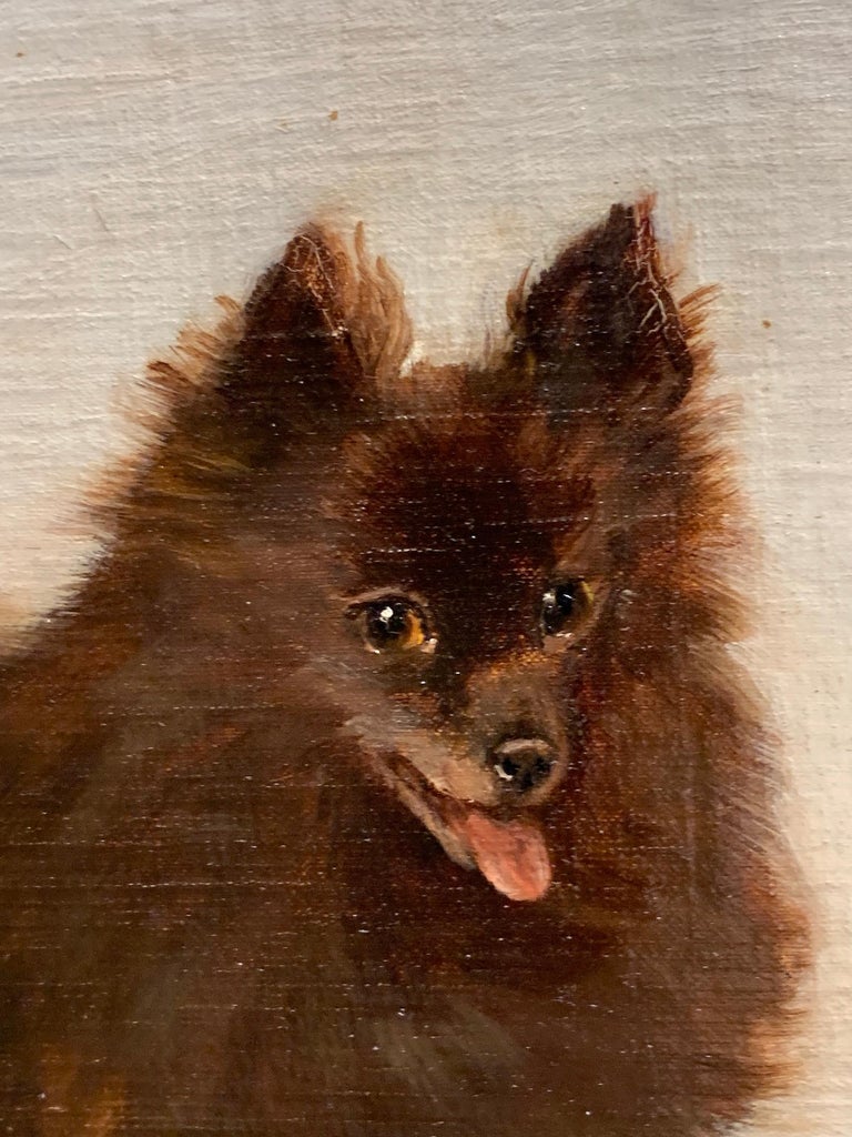 Early 20th century oil portrait of a Brown Pomeranian dog in an interior For Sale 3