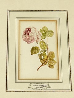 Maria Geertruida Barbiers, Snabillé 'Holandesa 1776-1838' Acuarela, hacia 1800
