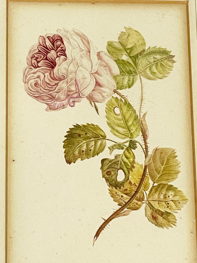 Maria Geertruida Barbiers, Snabillé 'Dutch 1776-1838' Watercolor, circa 1800 For Sale 3