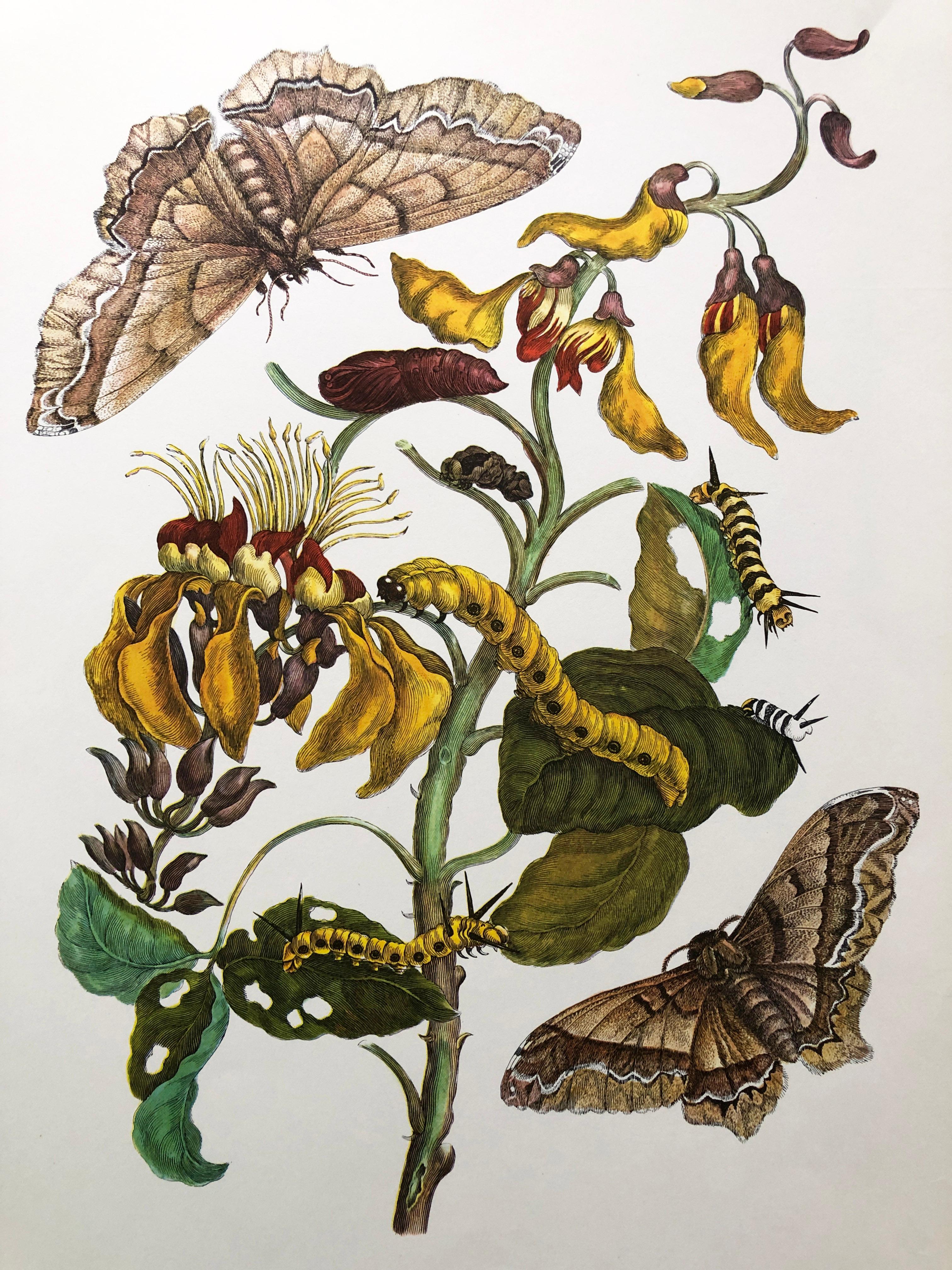 Other Maria Sibylla Merian - Coral Tree and Silk Moth Nr. 11 For Sale