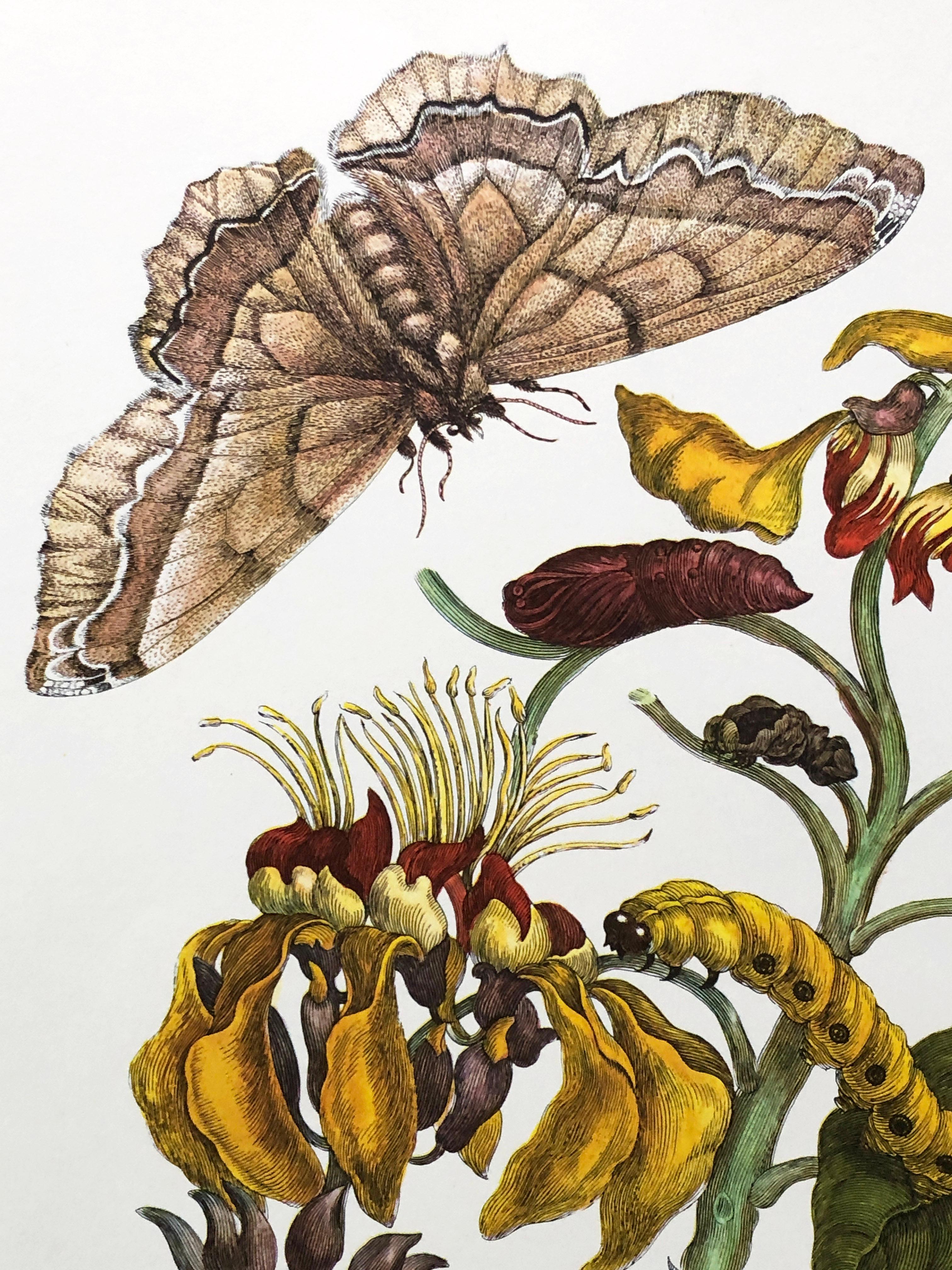 Other Maria Sibylla Merian - Coral Tree and Silk Moth Nr. 11 For Sale
