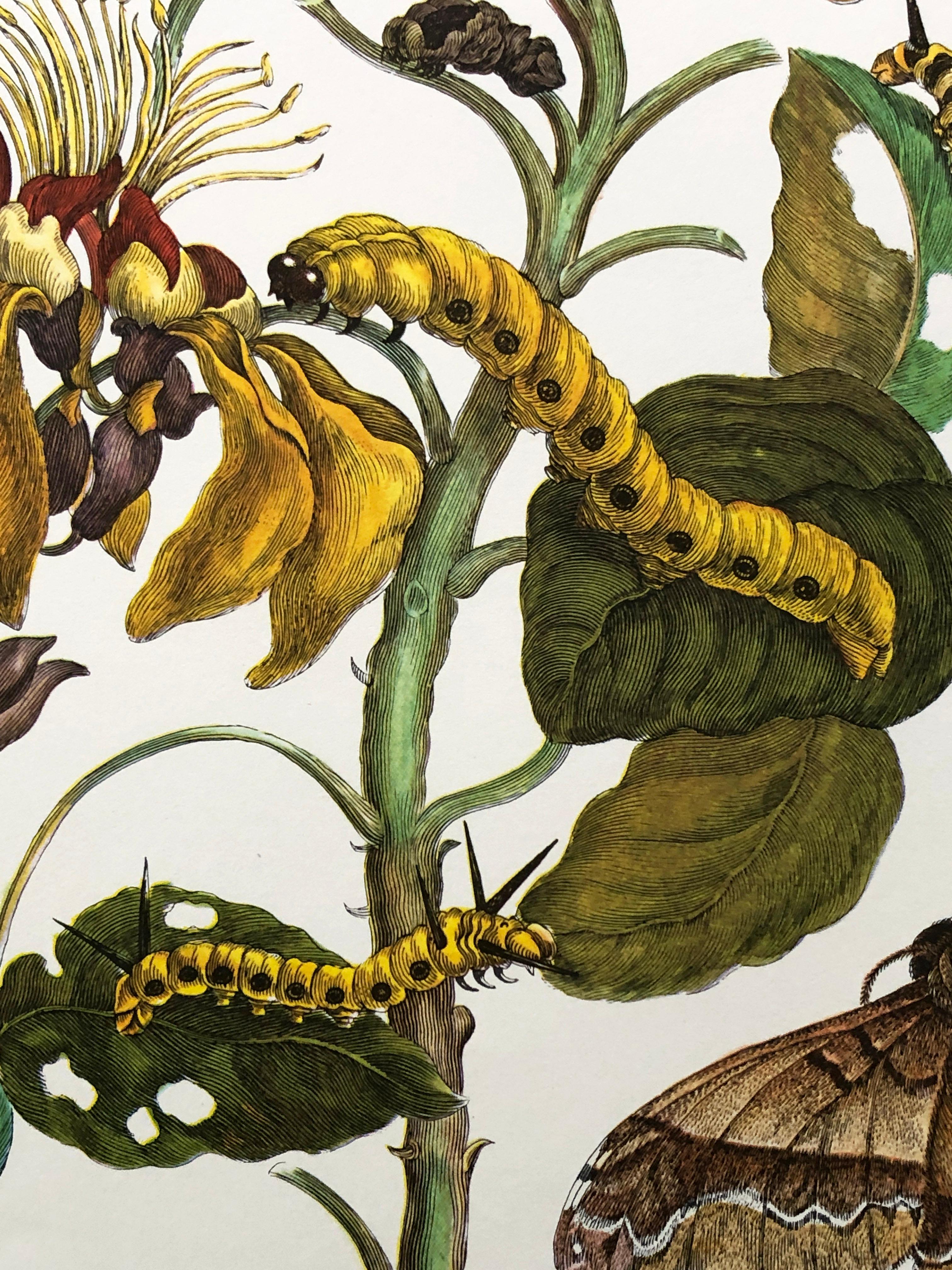 18th Century and Earlier Maria Sibylla Merian - Coral Tree and Silk Moth Nr. 11 For Sale