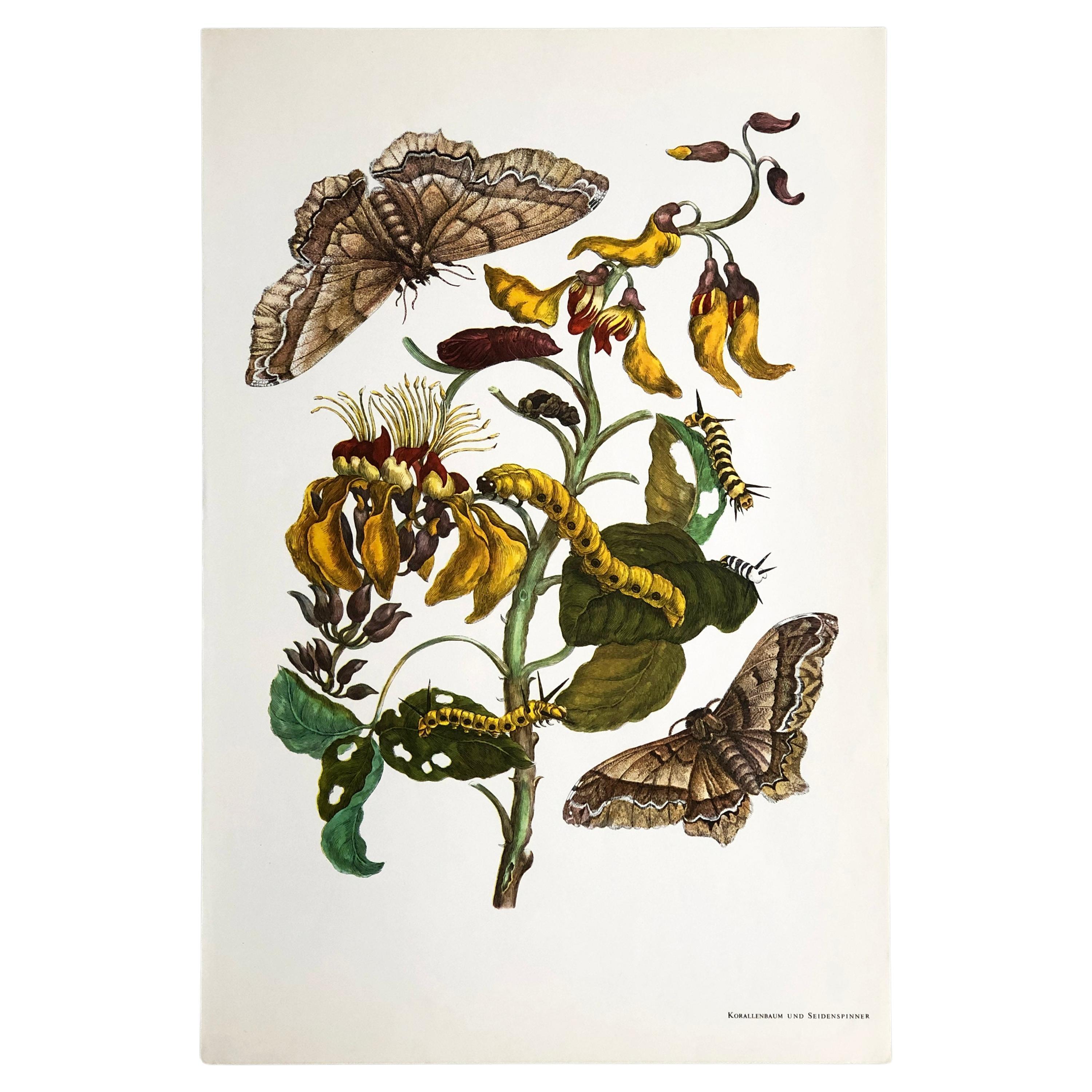 Maria Sibylla Merian - Coral Tree and Silk Moth Nr. 11 For Sale