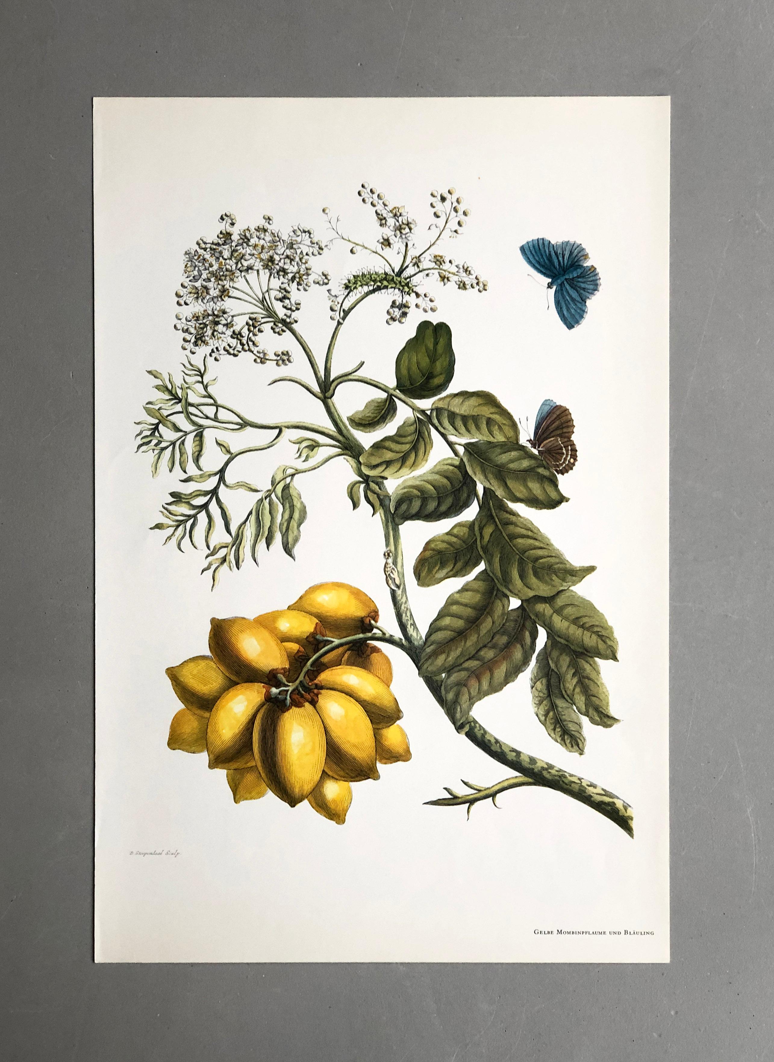 Aus Metamorphosis Insectorum Surinamensium, erstmals veröffentlicht 1705
Kupferstiche von J. Mulder, P. Sluyter (Sluiter) und D. Stoopendaal nach Maria Sybilla Merian.

Dieser Teller ist Teil einer umfassenden Sammlung von 17 Tellern. Sehen Sie sich