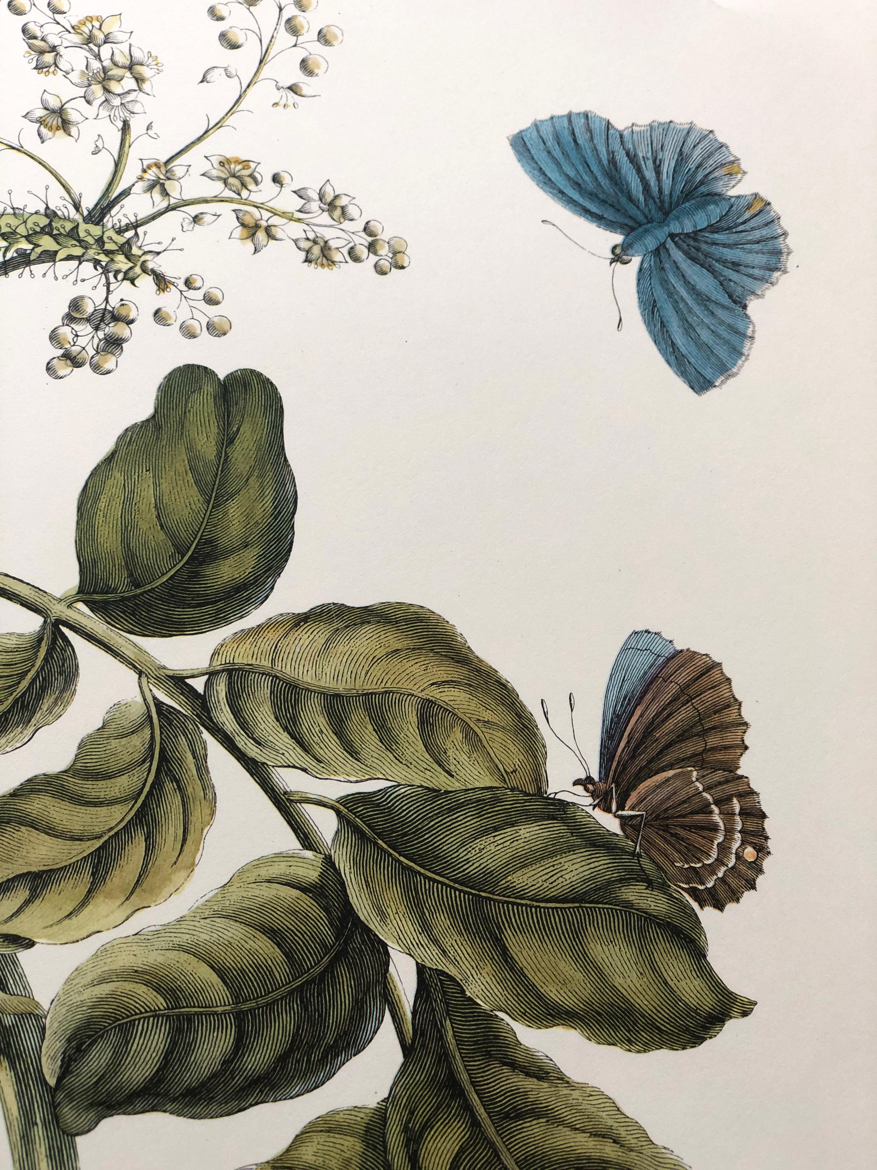 Maria Sibylla Merian - D. Stoopendaal - Gelber mombin pflaumenblauer Schmetterling Nr.13 (18. Jahrhundert und früher) im Angebot