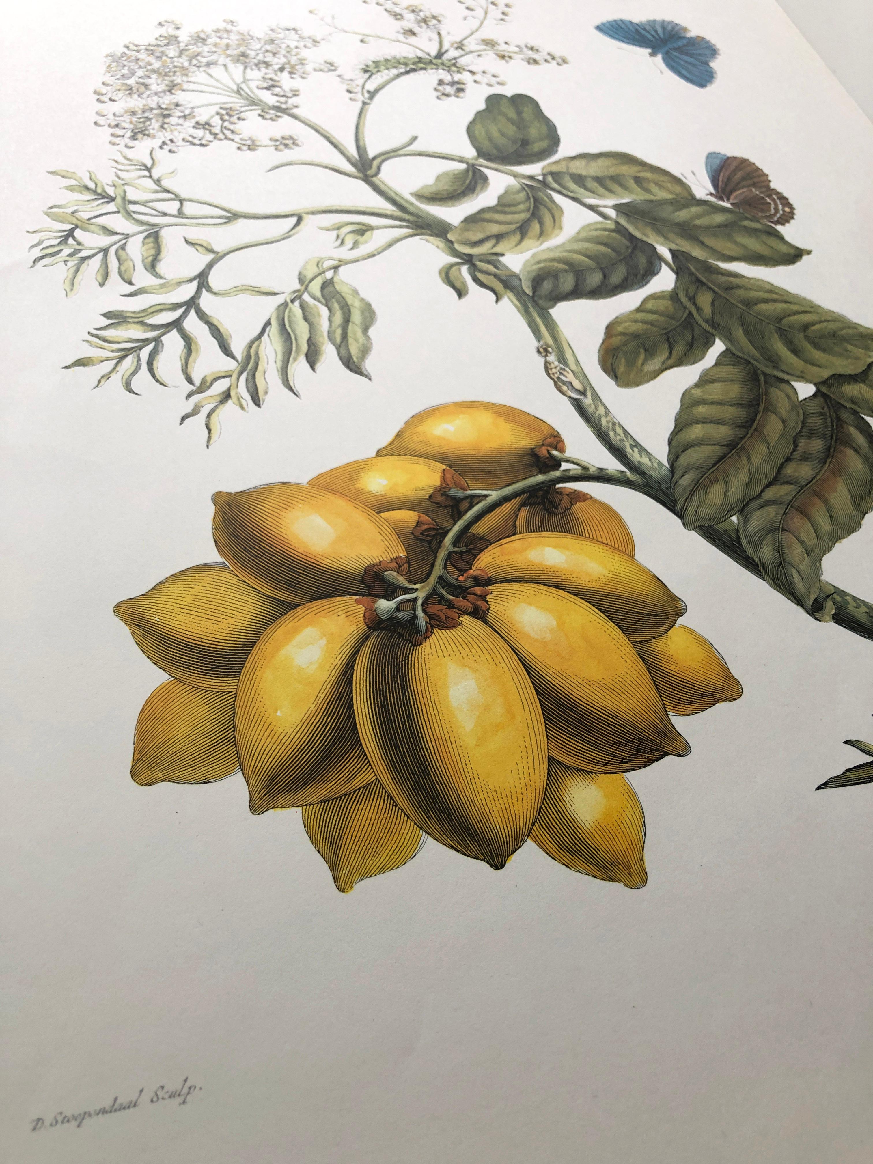 Maria Sibylla Merian - D. Stoopendaal - Yellow mombin plum blue butterfly Nr.13 For Sale 1