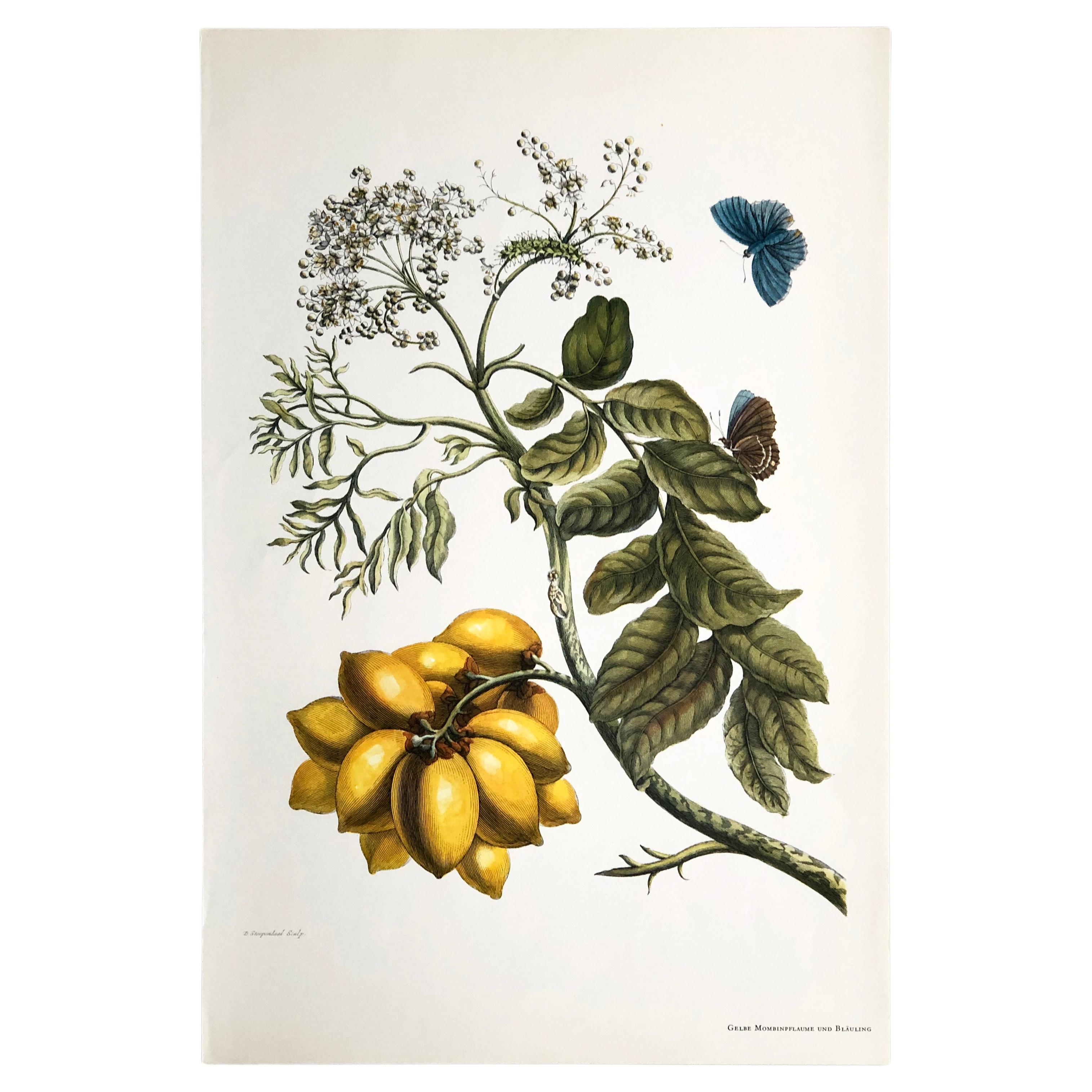 Maria Sibylla Merian - D. Stoopendaal - Yellow mombin plum blue butterfly Nr.13 For Sale