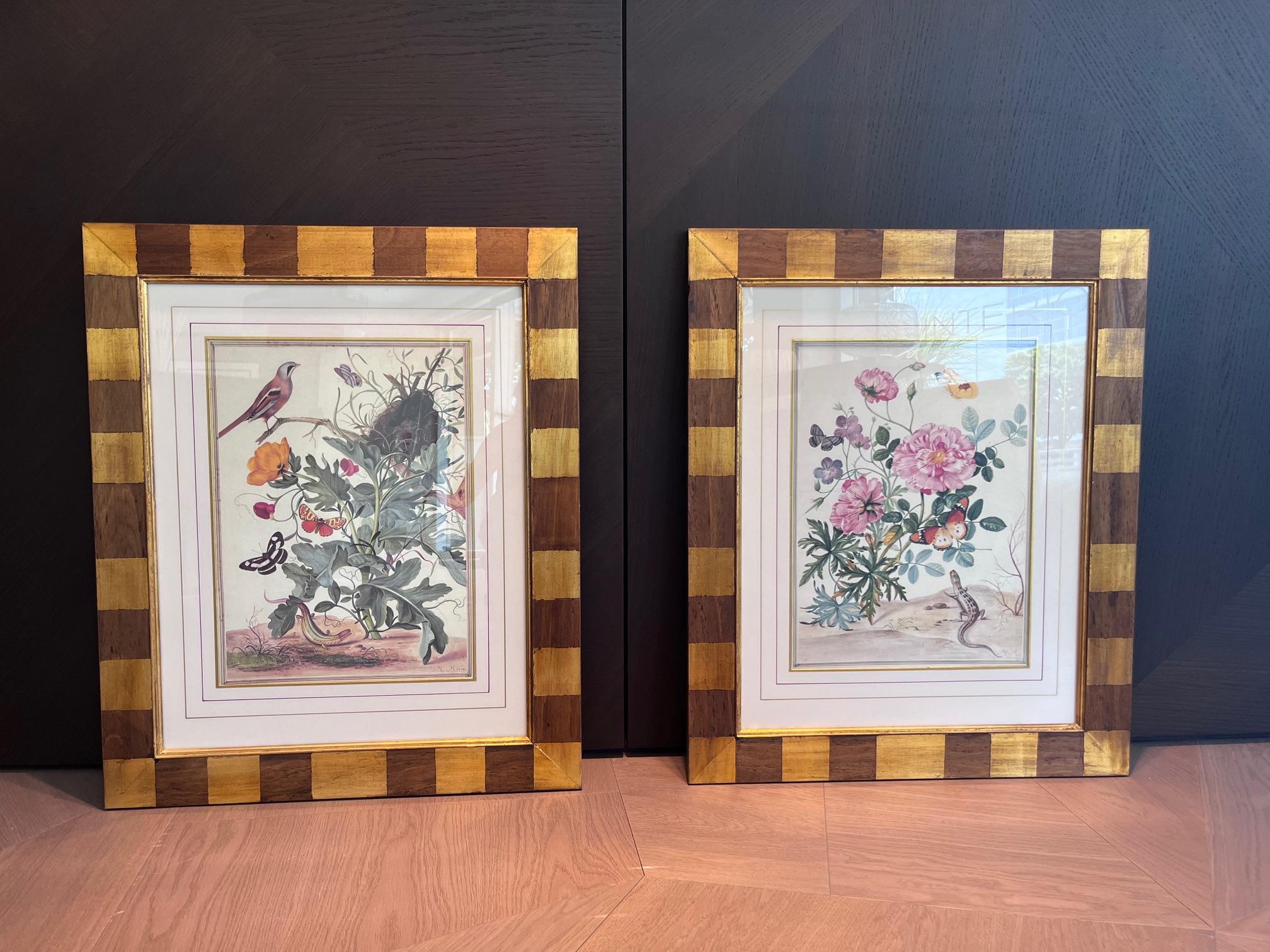 Maria Sibylla Merian - Handkolorierte Kupferstich-Reproduktionen (Papier) im Angebot