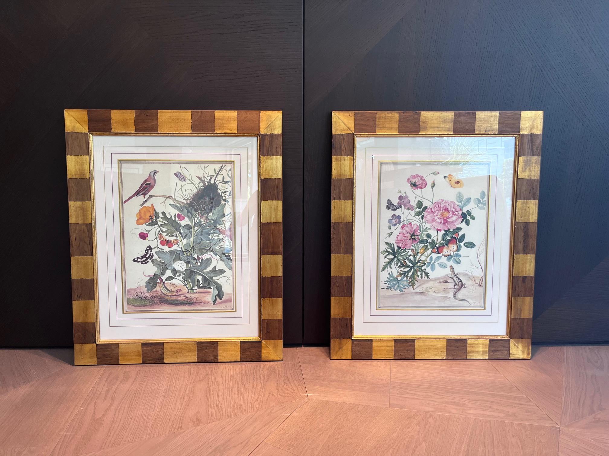 Maria Sibylla Merian - Handkolorierte Kupferstich-Reproduktionen im Angebot 1