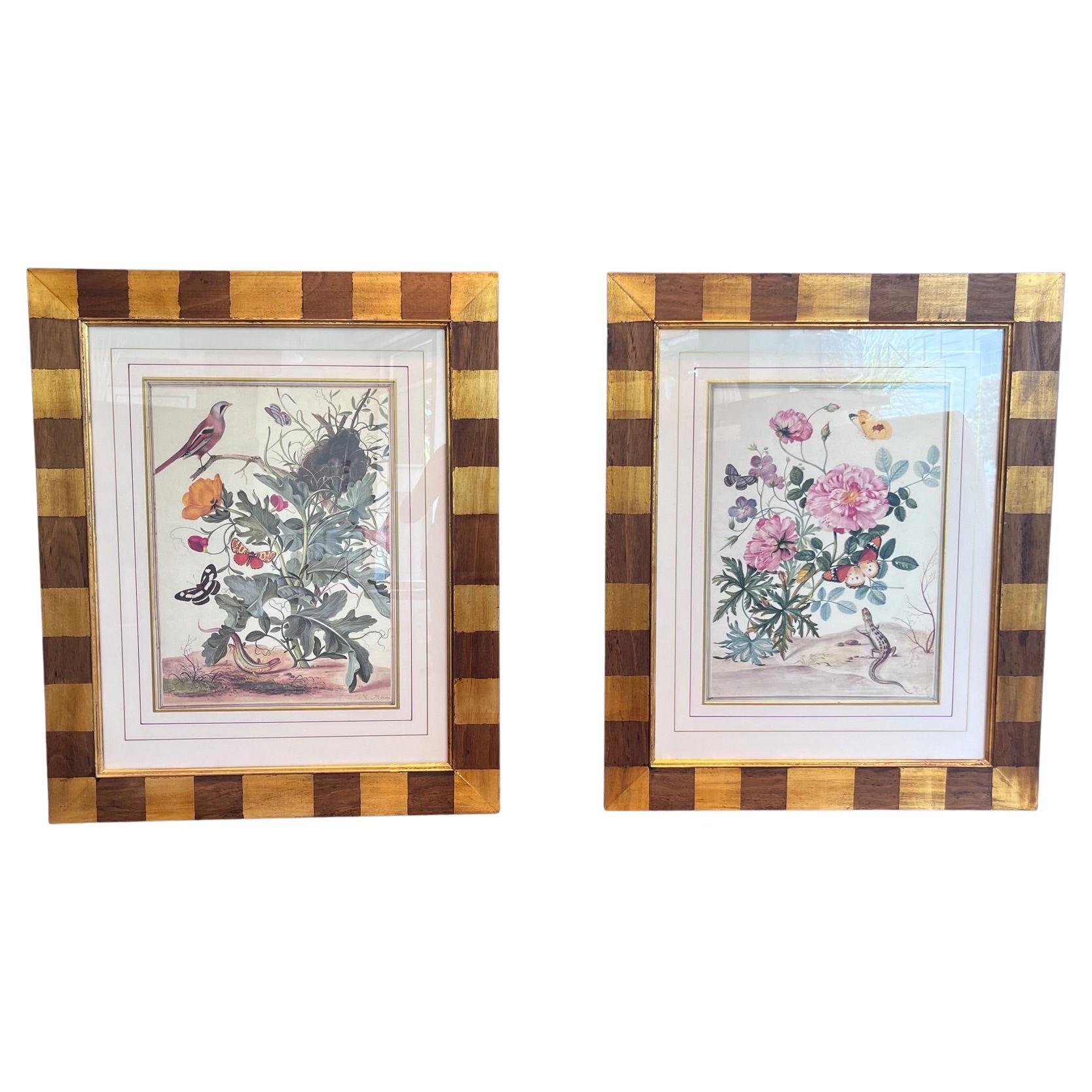 Maria Sibylla Merian – Hand-Colored Copperplate Reproductions