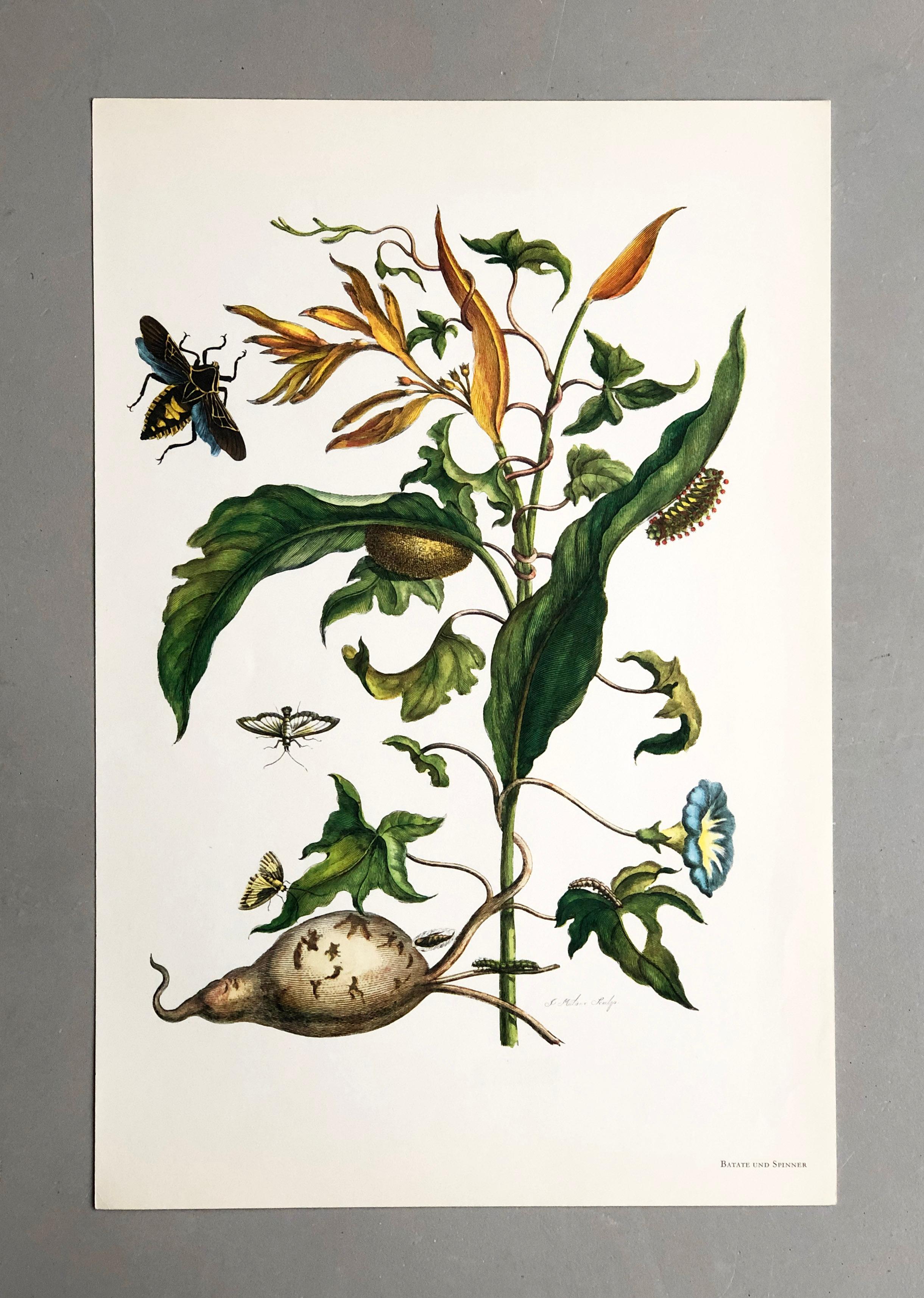 Aus Metamorphosis Insectorum Surinamensium, erstmals veröffentlicht 1705
Kupferstiche von J. Mulder, P. Sluyter (Sluiter) und D. Stoopendaal nach Maria Sybilla Merian.

Dieser Teller ist Teil einer umfassenden Sammlung von 17 Tellern. Sehen Sie sich