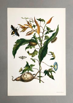 Maria Sibylla Merian - J. Mulder - Batate and spinners Nr. 41
