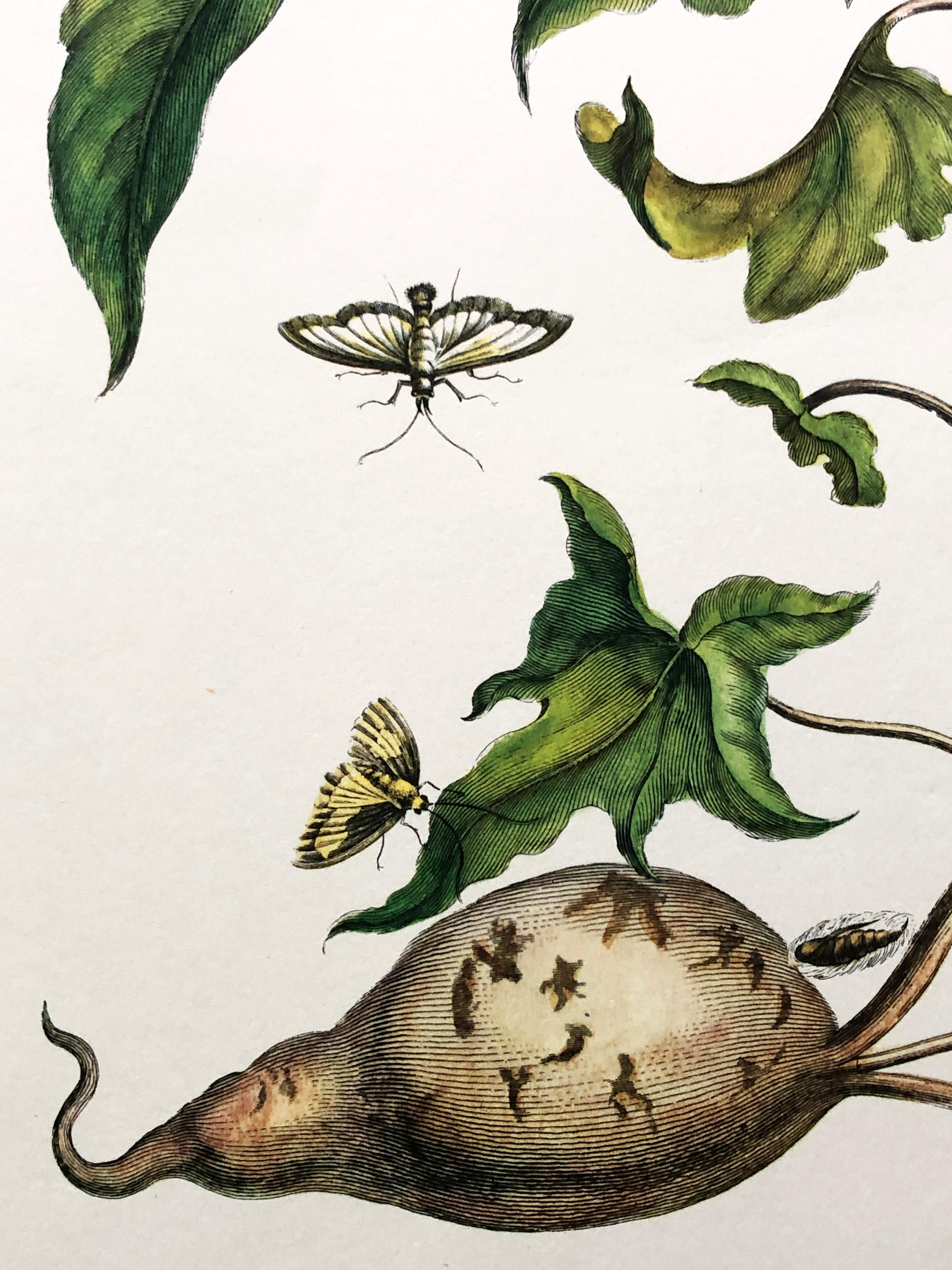 18th Century and Earlier Maria Sibylla Merian - J. Mulder - Batate and spinners Nr. 41 For Sale