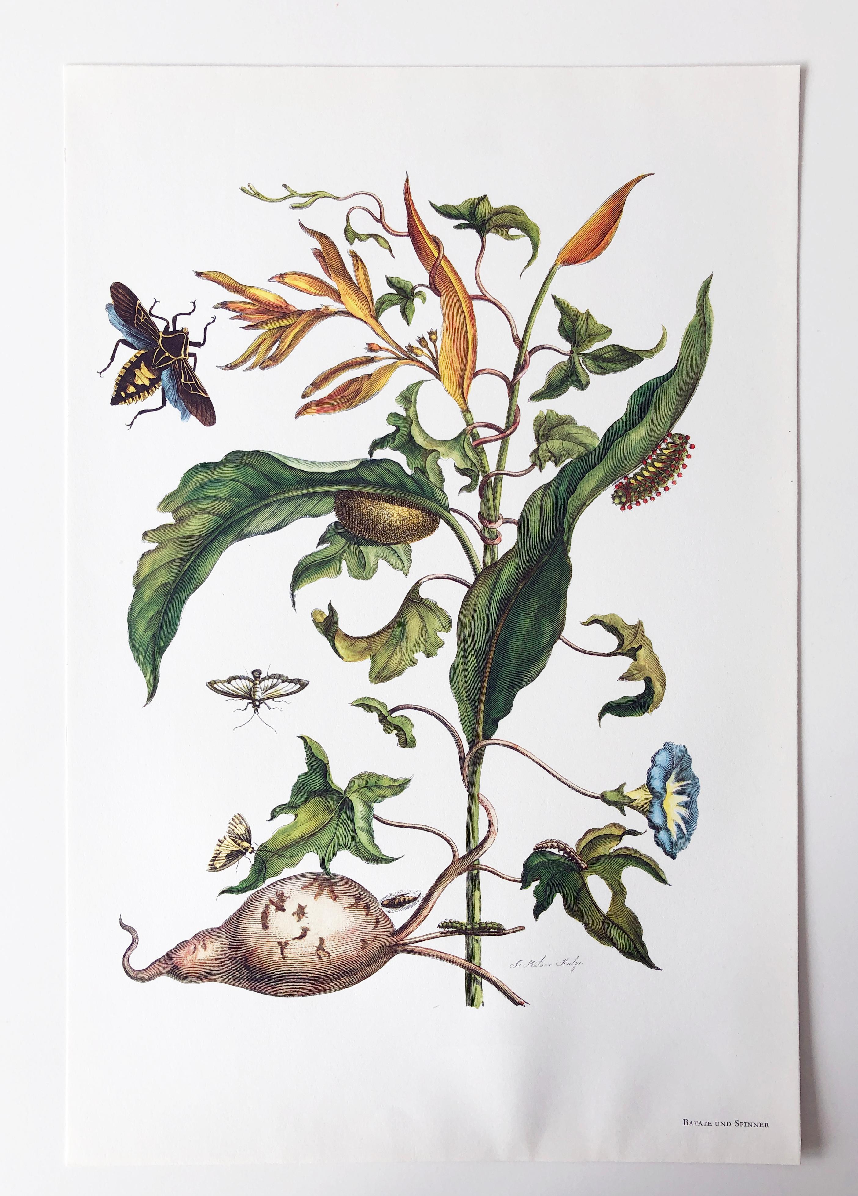 Aus Metamorphosis Insectorum Surinamensium, erstmals veröffentlicht 1705
Kupferstiche von J. Mulder, P. Sluyter (Sluiter) und D. Stoopendaal nach Maria Sybilla Merian.

Dieser Teller ist Teil einer umfassenden Sammlung von 17 Tellern. 
Ich habe eine