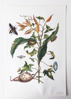 Maria Sibylla Merian - J. Mulder - Batate and spinners Nr.41