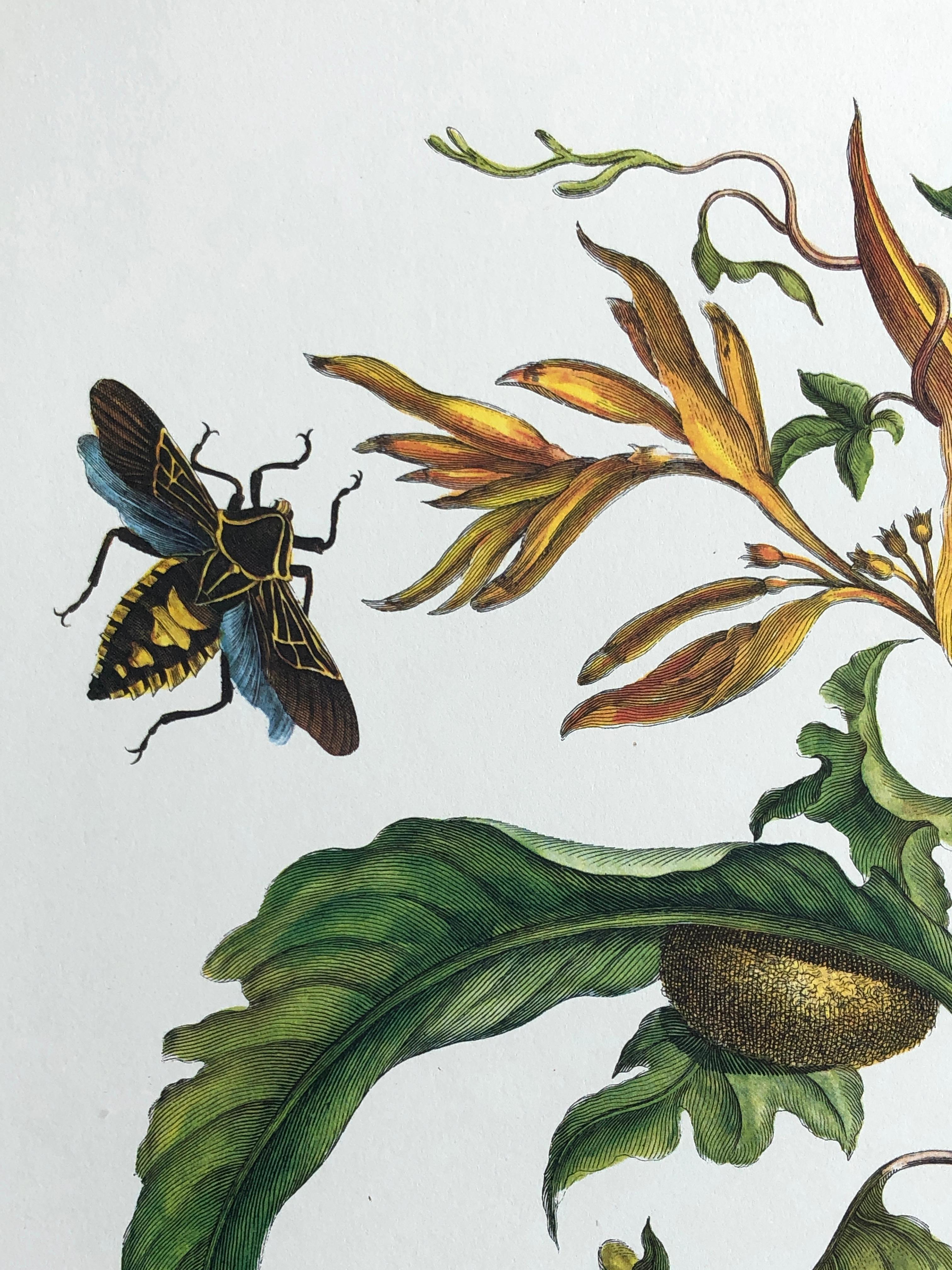 Maria Sibylla Merian - J. Mulder - Batate et aiguilles Nr.41 Bon état - En vente à EINDHOVEN, NL