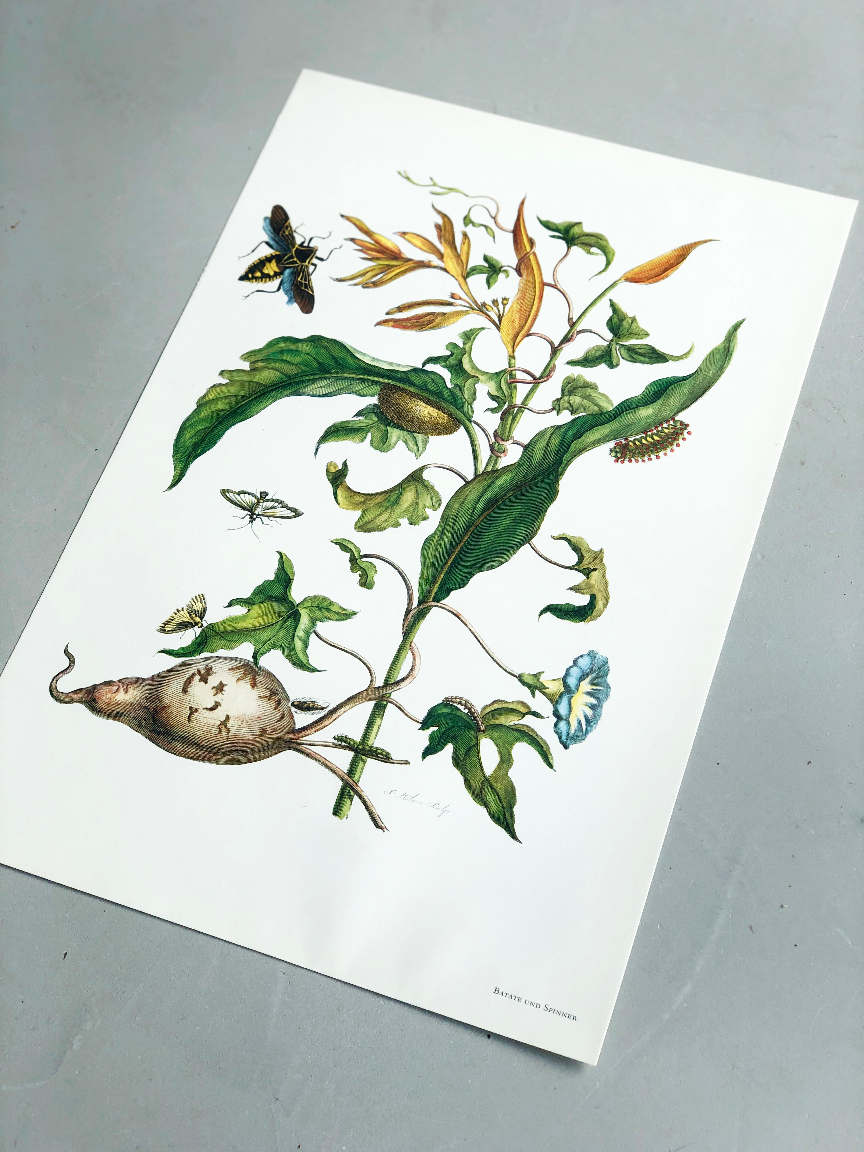 18th Century and Earlier Maria Sibylla Merian - J. Mulder - Batate and spinners Nr.41 For Sale