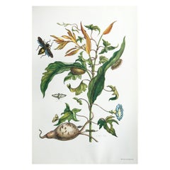 Maria Sibylla Merian - J. Mulder - Batate and spinners Nr.41