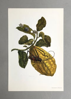 Maria Sibylla Merian - J. Mulder - Citron and longhorn beetle Nr. 28