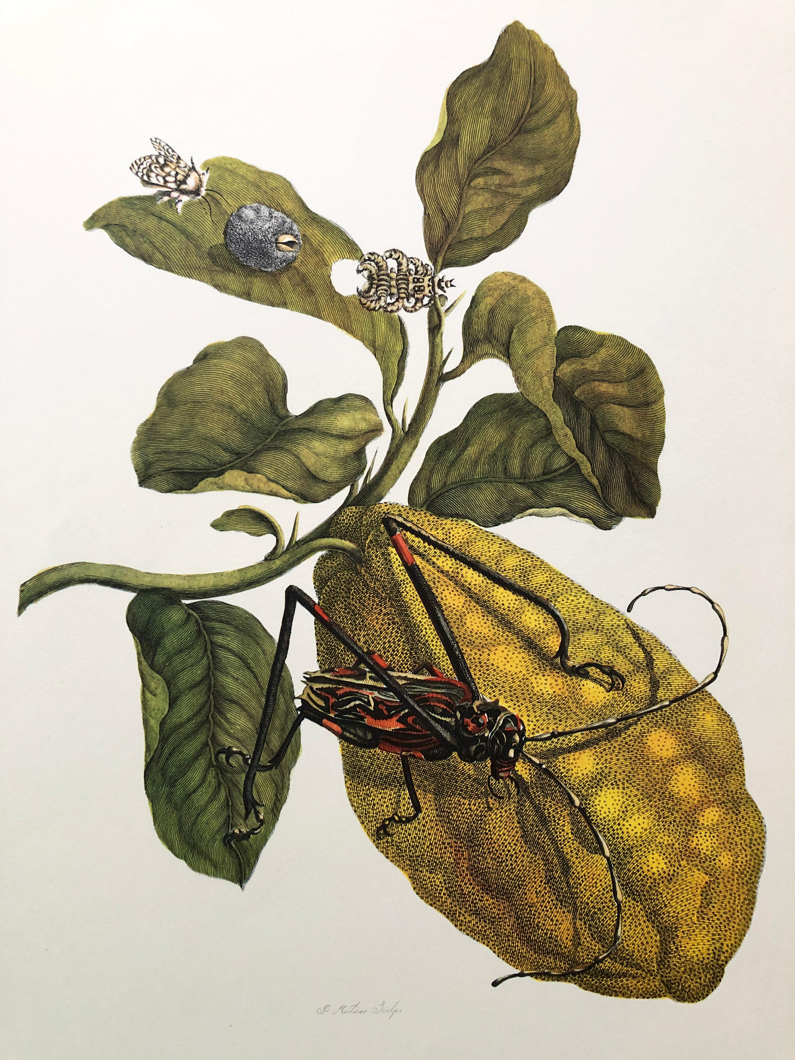 Other Maria Sibylla Merian - J. Mulder - Citron and longhorn beetle Nr. 28 For Sale