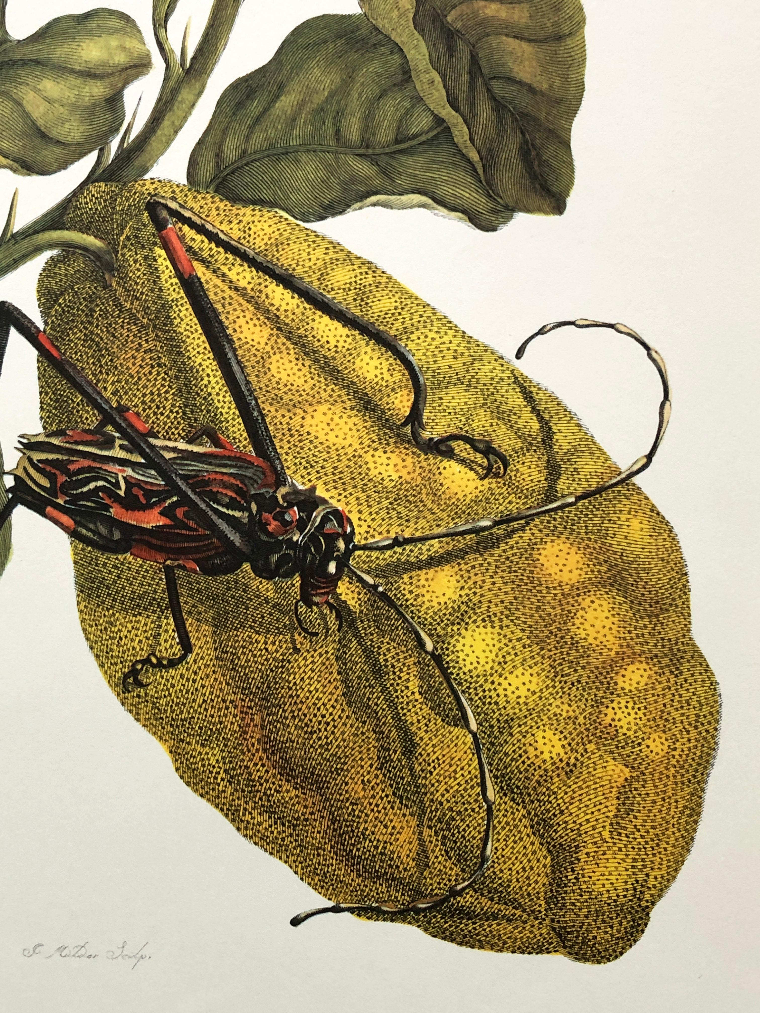 Paper Maria Sibylla Merian - J. Mulder - Citron and longhorn beetle Nr. 28 For Sale