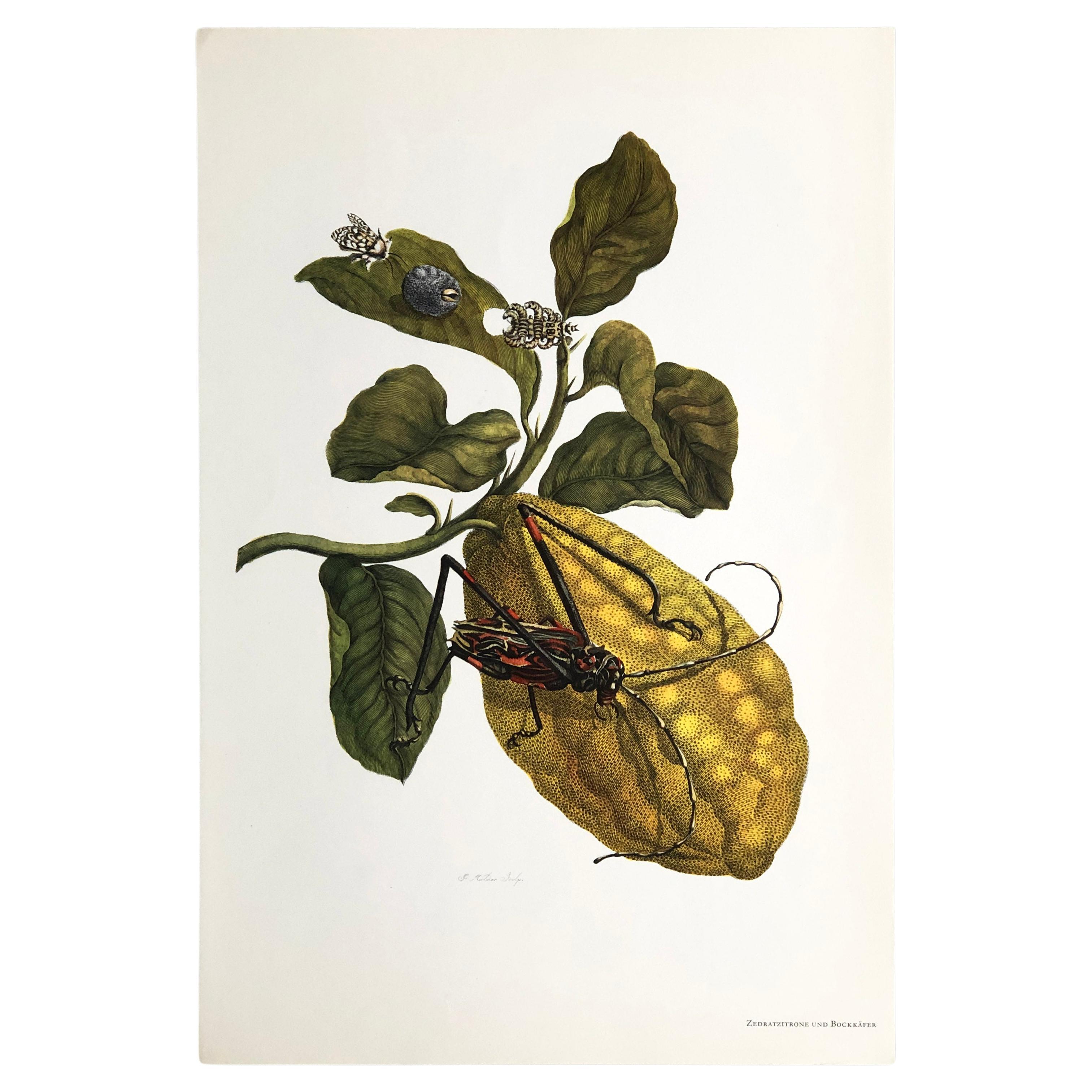 Maria Sibylla Merian - J. Mulder - Citron and longhorn beetle Nr. 28 For Sale